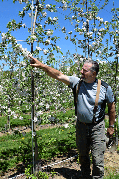 Apple Tree Farm Cortinas 72s 