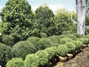 GN-MR-49-1-DEALING-WITH-BOXWOOD